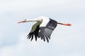 Side view portrait flying white stork ciconia ciconia with spread wings