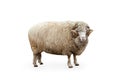 Side view portrait of furry sheep, ram isolated over white background. Domestic and wild animal