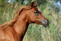 Side view portrait of a galloping young arabian stallion on pas Royalty Free Stock Photo