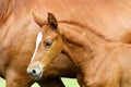 Side view portrait hestnut colored filly with mare Royalty Free Stock Photo