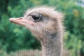 Side view portrait of an ostrich against the backdrop of greenery in the wild, close-up. Royalty Free Stock Photo