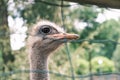 Side view portrait of an ostrich behind mesh netting against the backdrop of greenery in the wild, close-up. Royalty Free Stock Photo