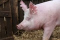Side view portrait of a pink colored pig sow Royalty Free Stock Photo