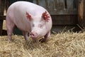 Pig sow runs across the summer pig pen outdoors Royalty Free Stock Photo