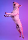 Side view. Portrait of purebred dog bulldog jumping isolated over studio background in neon gradient pink purple light. Royalty Free Stock Photo