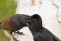 Side view portrait raven crow Royalty Free Stock Photo