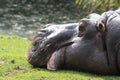 Side view portrait of a resting hippopotamus. Royalty Free Stock Photo