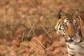 Side view portrait of Royal bengal tiger