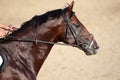 Side view portrait of a running jumping horse Royalty Free Stock Photo