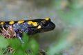 Side view portrait spotted fire salamander salamandra salamandr Royalty Free Stock Photo