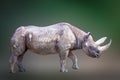 Side view portrait of a standing rhino rhinoceros Royalty Free Stock Photo