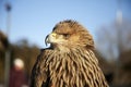 side view portrait Steppe Eagle Aquila nipalensis