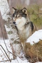 Side view portrait of timber wolf