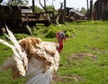 Side view portrait of turkey on farmyard Royalty Free Stock Photo