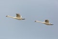 Side view portrait two mute swans cygnus olor in consecutive flight