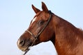 Side view portrait of a young purebred arabian stallion Royalty Free Stock Photo