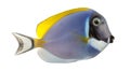 Side view of a Powder blue tang, Acanthurus leucosternon Royalty Free Stock Photo