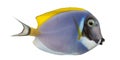 Side view of a Powder blue tang, Acanthurus leucosternon