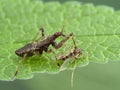 P1010063 damsel bug Hoplistoscelis heidemanni feeding on a nonbiting midge chironomid cECP 2020 Royalty Free Stock Photo