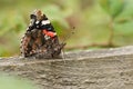 The side view of a beautiful Red Admiral Butterfly, Vanessa atalanta, perching on a wooden fence. Royalty Free Stock Photo