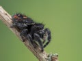 P1010381 subadult red-backed jumping spider, Phiddipus johnsoni, on stem cECP 2021