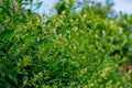 Side view of privet hedge branches, ligustrum plant Royalty Free Stock Photo
