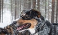 Cute dog head with snowy fur. Royalty Free Stock Photo