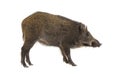 Side view, Profile, Wild boar, mouth open, isolated