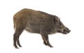 Side view, Profile, Wild boar, mouth open, isolated