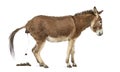 Side view of a Provence donkey defecating Royalty Free Stock Photo