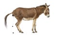 Side view of a Provence donkey defecating Royalty Free Stock Photo