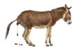 Side view of a Provence donkey defecating Royalty Free Stock Photo