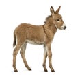 Side view of a Provence donkey foal isolated on white