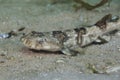 Side view of a Puffadder shyshark Haploblepharus edwardsii Royalty Free Stock Photo