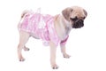 Side view of pug in pink dress looking down to side Royalty Free Stock Photo