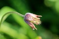 Side view of Pulsatilla vulgaris or Pasque flower herbaceous perennial flowering plant with dark violet flower starting to shrivel