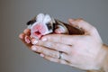 Side view of puppy of dog pet pembroke welsh corgi sleeping with open mouth on side on hands of unrecognizable woman.