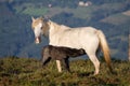 Spain, Asturias. Side view of pure white horse mare with grey black two weeks old foal feeding in a green mountain valley backgrou Royalty Free Stock Photo