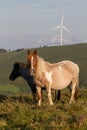 Spain, Asturias. Piebald mountain horse mare hiding her foal with wind mill on a green hill in the background. Royalty Free Stock Photo