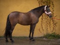 Side view of purebred Andalusian- arabian Schollmaster horse. Royalty Free Stock Photo