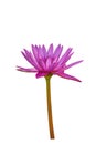 Side view purple lotus isolated on white background