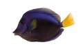 Side view of a Purple tang, Zebrasoma xanthurum Royalty Free Stock Photo