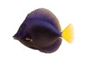 Side view of a Purple tang, Zebrasoma xanthurum Royalty Free Stock Photo