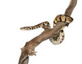 Side view of a Python regius on a branch