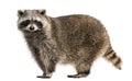 Side view of a Racoon, Procyon Iotor, standing Royalty Free Stock Photo