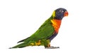 Side view of a Rainbow Lorikeet, Trichoglossus moluccanus Royalty Free Stock Photo