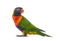 Side view of a Rainbow Lorikeet, Trichoglossus moluccanus Royalty Free Stock Photo