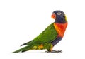 Side view of a Rainbow Lorikeet, Trichoglossus moluccanus Royalty Free Stock Photo