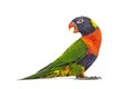 Side view of a Rainbow Lorikeet, Trichoglossus moluccanus Royalty Free Stock Photo