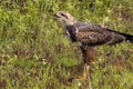 Close-up of a Savanna Hawk with caught frog, Pantanal Wetlands, Mato Grosso, Brazil